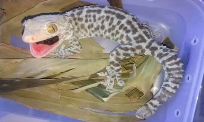 Telugu Lizard, Rare, Toke Gecko, Latest-Latest News - Telugu