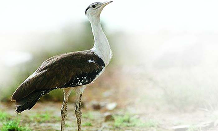  Battameka Pitta Is A Rare And Endangered Bird Its Special Features Are These ,ra-TeluguStop.com