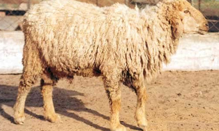 Telugu Senegal Sheeps-Latest News - Telugu