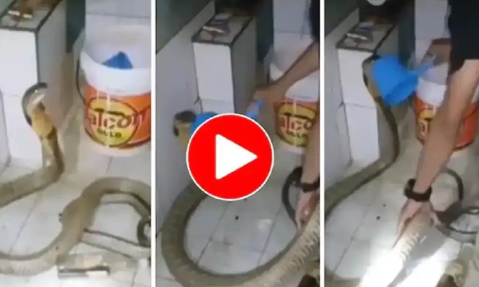  What's The Matter It's Like Bathing A Snake With Tears , Snake, Viral Video, Sn-TeluguStop.com