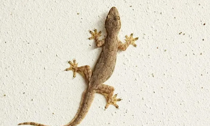  If You See A Lizard, Is There A Chance Of Bad Things Happening , Lizard, Vastu,-TeluguStop.com