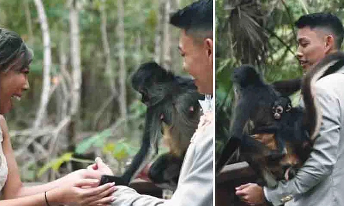  Viral: Is It Your Wedding? Pick Me Up Too! The Monkey Squeezed Between The Coupl-TeluguStop.com