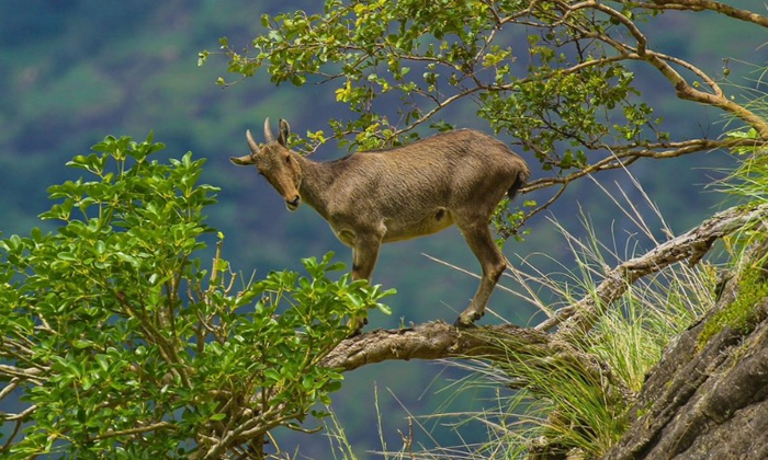  వైరల్: ఎత్తైన పర్వతం అంచున చిట-TeluguStop.com