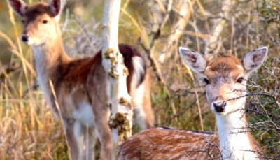  Australia Releases New Plan To Stop Spread Of Invasive Deer-TeluguStop.com