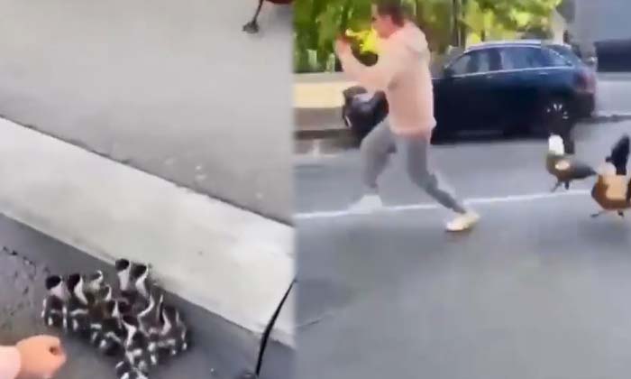  The Man Who Played With The Baby Birds ,birds , Bird Video , Viral News , Latest-TeluguStop.com