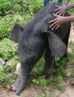  Baby Elephants Force Herd To Stay Back In India-TeluguStop.com