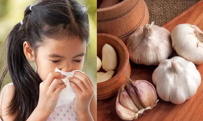  Does Eating Garlic In Winter Cure Many Other Diseases Besides Cough And Cold ,co-TeluguStop.com