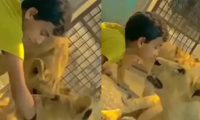  Boy Kept Hand In Lions Mouth Video Viral Details, Viral Video, Lion Video, Lion-TeluguStop.com