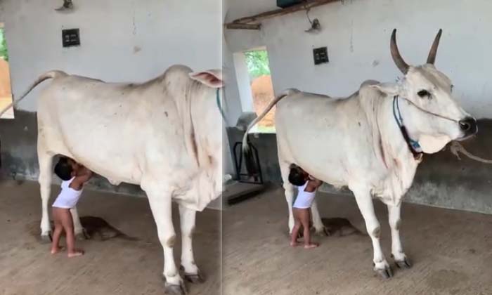  Cow Humanity , Little Boy ,cow,milk Cow Milk-TeluguStop.com