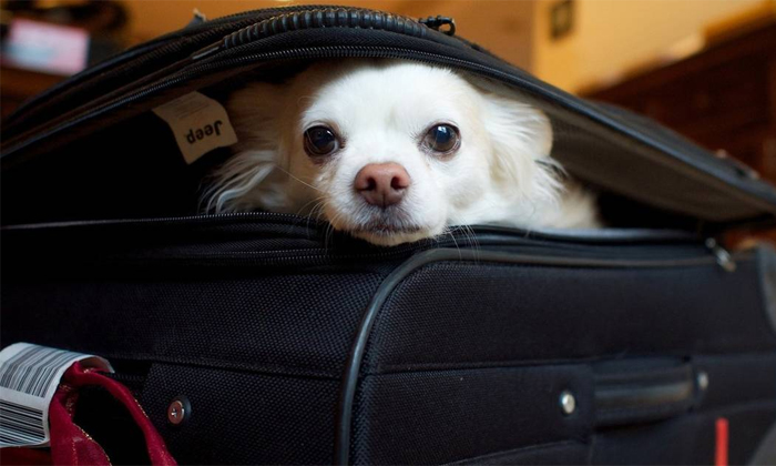  Dog Found In Passangers Luggage Bag At Wisconsin Airport Details, Dog, Bag, Vira-TeluguStop.com