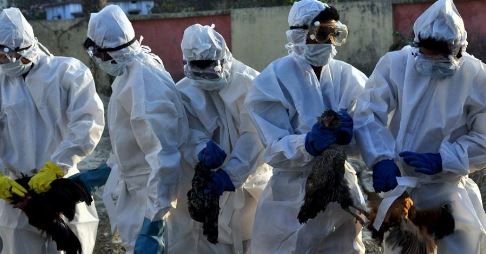  Bird Flu In Kerala..!-TeluguStop.com