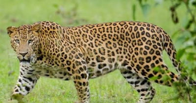  Four Injured In Leopard Attack In J&k's Pulwama-TeluguStop.com