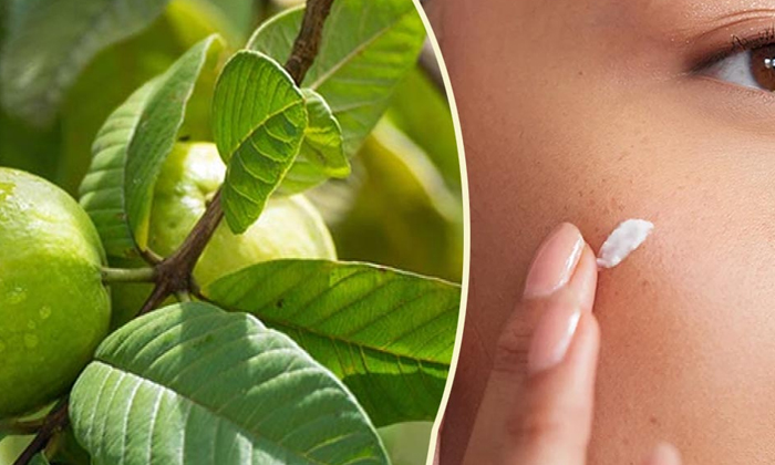  Guava Leaves Help To Reduce Acne Naturally! Guava Leaves, Reduce Acne, Acne Trea-TeluguStop.com