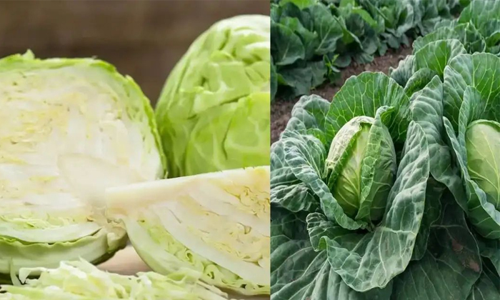  Include Cabbage In Your Diet To Avoid Muscle Pain Details, Cabbage , Muscle Pain-TeluguStop.com