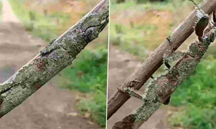  Insect Camouflage Like Stick Video Viral On Social Media Details, Viral Latest,-TeluguStop.com