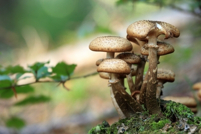 Japan-funded Forestry Project Spawns Mushrooms In Himachal Japan-funded Forestry Project Spawns Mushrooms In Himachal-TeluguStop.com