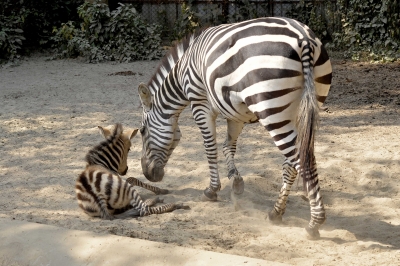  Kolkata Zoo Inmates Face Massive Noise Pollution On Christmas-TeluguStop.com