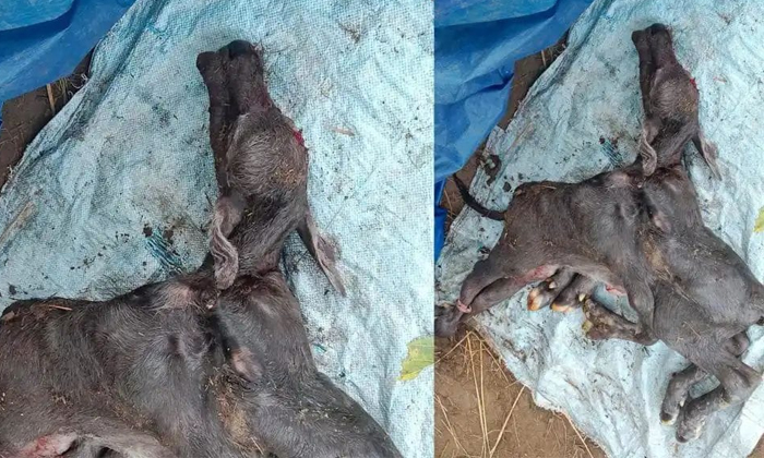  Lamb Born With 8 Legs In East Godavari District Viral Details, East Godavari, We-TeluguStop.com