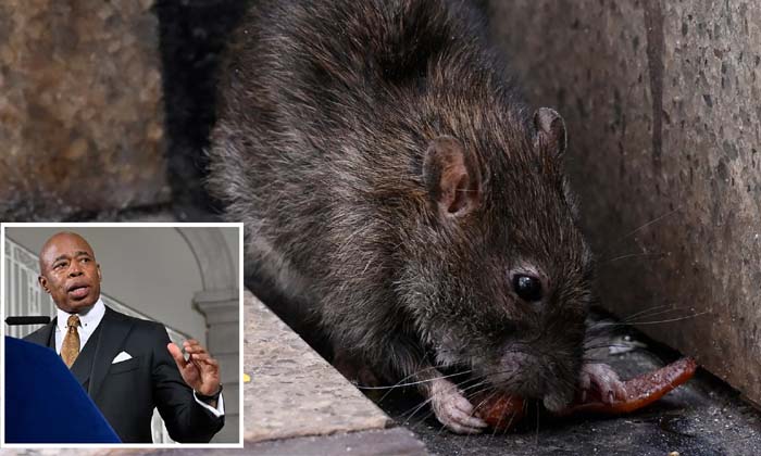  Whore..rat Catching Job Adurs Huge Salary , Rats, Employee, Viral Latest, News V-TeluguStop.com