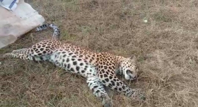  Leopard Killed After Being Hit By Truck In Up District-TeluguStop.com