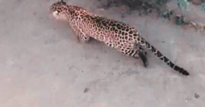 Leopard That Entered Pharma Company Premises In T'gana Captured Leopard That Entered Pharma Company Premises In T'gana Captured-TeluguStop.com