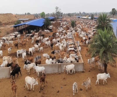  Mumbai Doc Gives Up Lucrative Practice, Dedicates Life To Cows In Jharkhand-TeluguStop.com