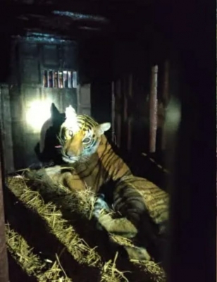 People Celebrate As Prowling Tiger Captured In K'taka People Celebrate As Prowling Tiger Captured In K'taka-TeluguStop.com