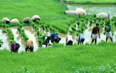  Punjab Ranks Second In Average Monthly Income Per Agricultural Household: Centre-TeluguStop.com