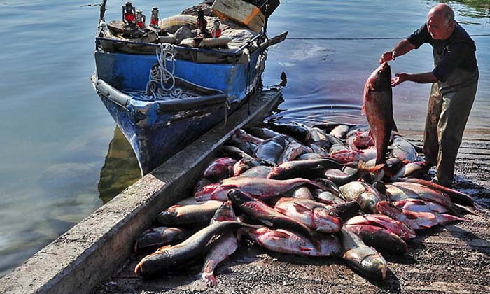  Do You Know Which Fish In Sea And Rivers Are Good For Health ,fish ,sea ,river ,-TeluguStop.com
