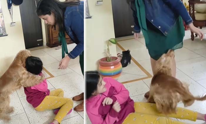  Viral Dog Protecting Girl From Mother ,girl, Mother, Saving Dog, Viral Latest,-TeluguStop.com