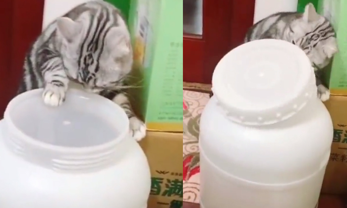  See How This Clever Cat Opens The Food Can Lid Details, Cat Videos, Viral Videos-TeluguStop.com