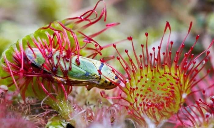  These Are Carnivorous Plants , Non Veg Trees, Viral Latest, News Viral, Social M-TeluguStop.com