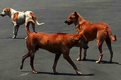  Stray Dogs Attack Man In Up's Greater Noida-TeluguStop.com