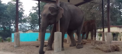  Three Killed In Two Cases Of Elephants Attack In Assam-TeluguStop.com