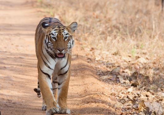  In Maharashtra's Chandrapur District, The Big Tigers Are On The Move-TeluguStop.com