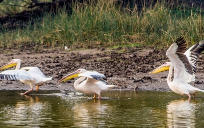  Tn Bird Enthusiasts Push For Declaring Killiyur Pond As Bird Sanctuary-TeluguStop.com