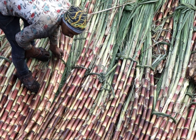  Tn Includes Sugarcane In Pongal Gift Packs-TeluguStop.com