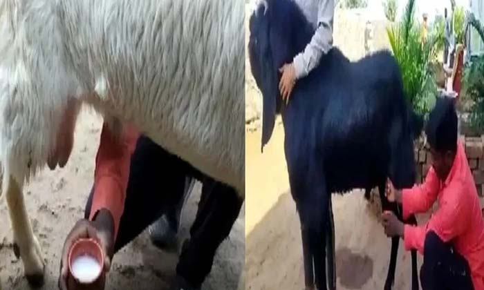  Male Goats Giving Milk ,goat, Viral Latest, News Viral, Social Media, Viral Late-TeluguStop.com