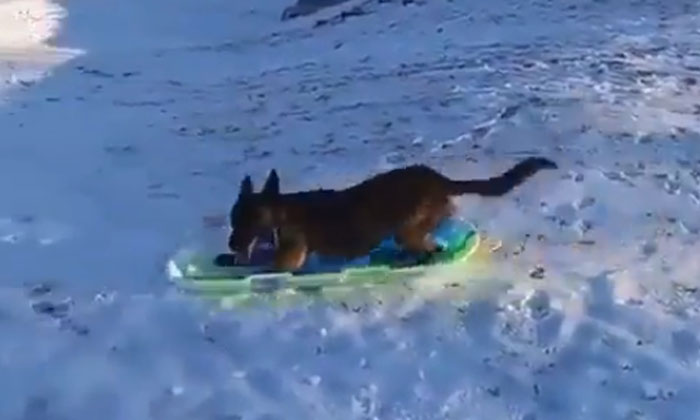  Viral Video: Wow Watch This Dog Skating Dog, Viral Video, Viral News, Skating,-TeluguStop.com