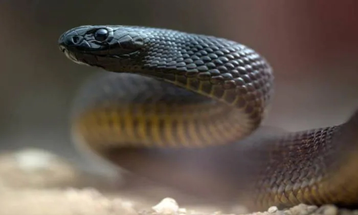  World Most Venemous Snake Inland Taipan Details, Snake, Viral Latest, News Viral-TeluguStop.com