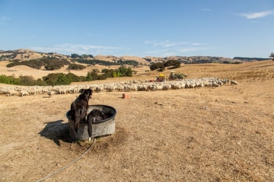  2022 Becomes New Zealand's Warmest Year On Record-TeluguStop.com