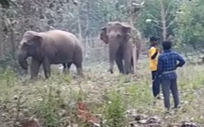  Elephant Disaster In Talada, Manyam District-TeluguStop.com