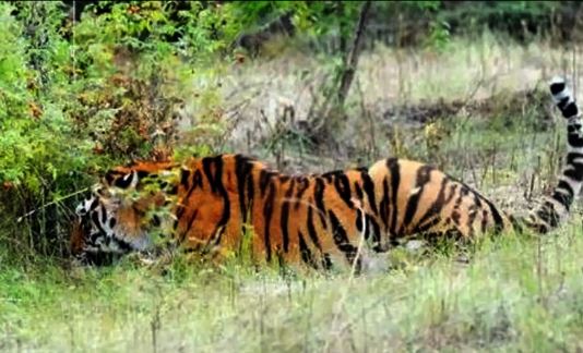  Tigers In The Nallama Forest Area-TeluguStop.com