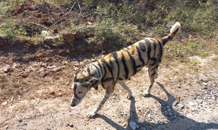  A Dog That Turned Into A Tiger People Running In Fear , Dog, Viral Latest, News-TeluguStop.com