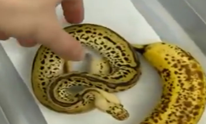  Is It A Snake Or A Banana.. You Will Be Surprised Ball Python, Banana, Nature Wo-TeluguStop.com