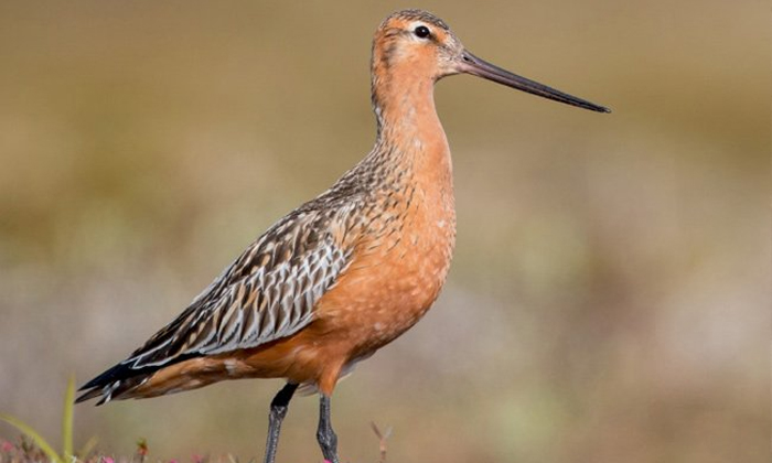 Telugu Km Journey, Alaska, Bar Godwit Bird, Bird, Godwit Bird, Satellite, Tasman