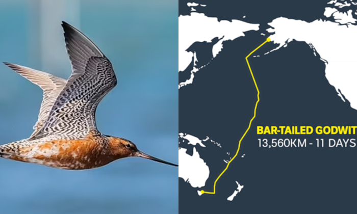  Bar-tailed Godwit Bird Sets World Record With 13560km Continuous Journey Details-TeluguStop.com