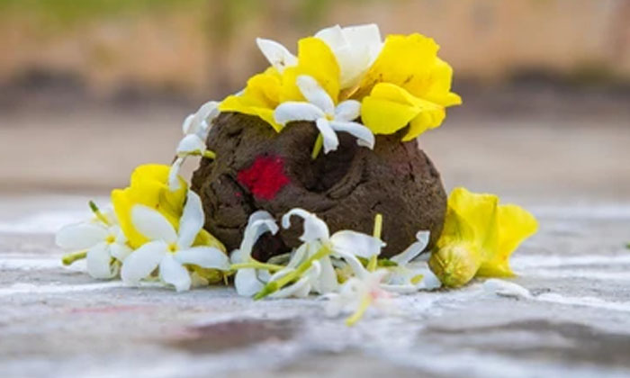  Full Demand For Cow Dung During Sankranti Festival.. How Much Does Each Kg , Cow-TeluguStop.com