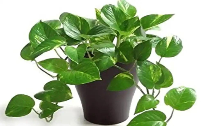  If Such Mistakes Are Made While Planting The Money Plant Bad Luck Will Follow De-TeluguStop.com
