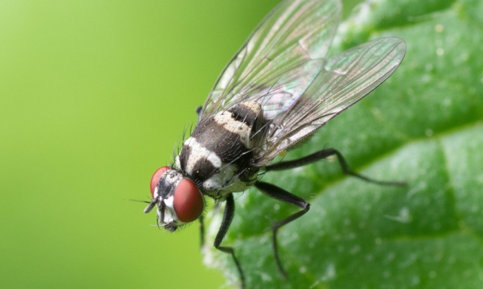  Shocking Facts About House Flies,house Flies,flies, Flies Eggs, Flies Life Cycle-TeluguStop.com